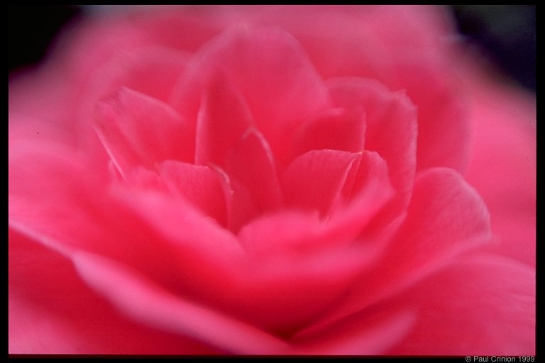 Camelia