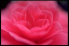 Camelia