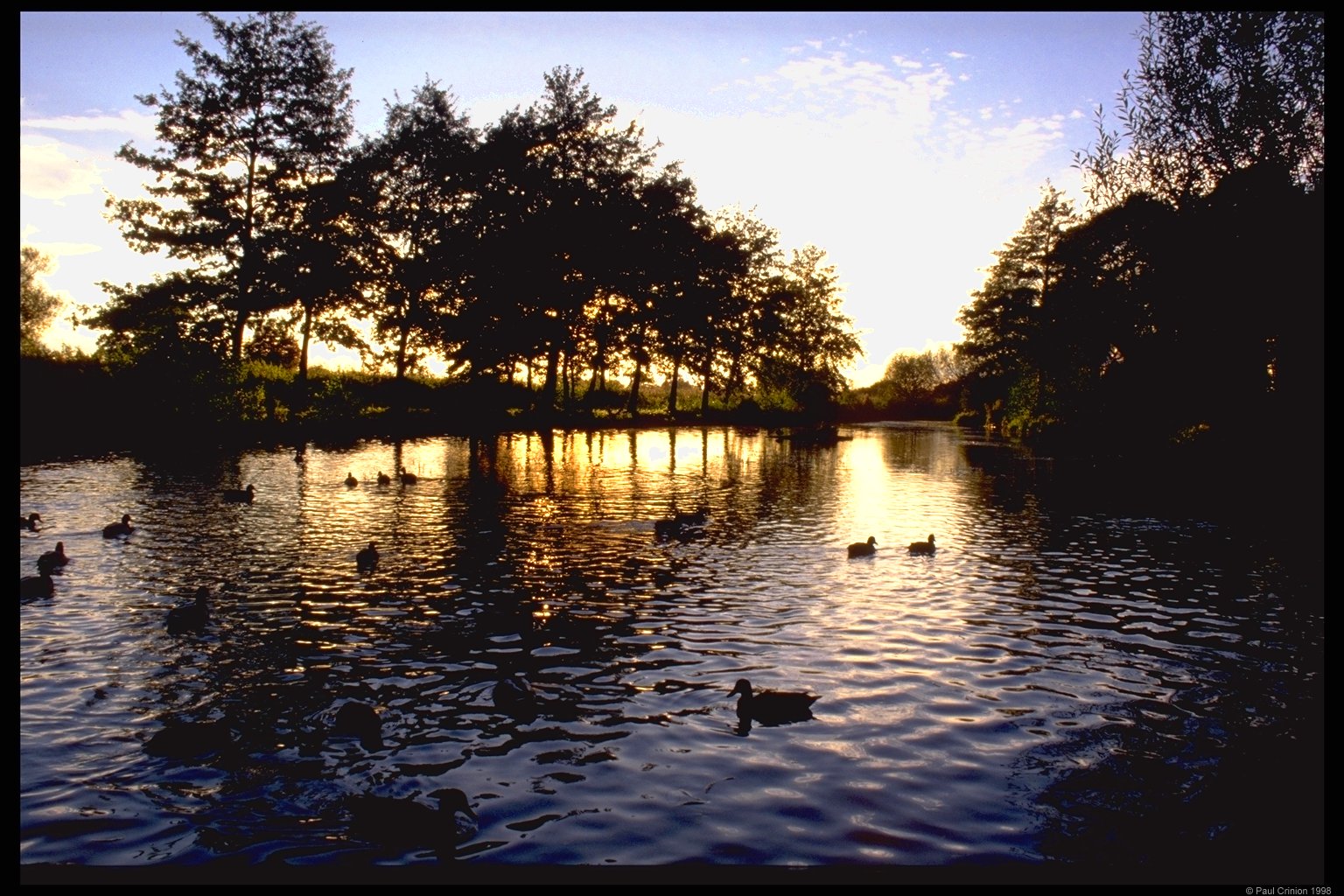 Duck pond, Fishbourne