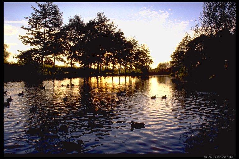 Duck pond, Fishbourne