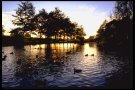 Duck pond, Fishbourne